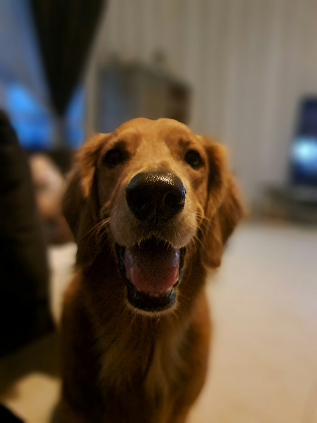 Menu a-happy-golden-retriever-dog-looking-at-the-camera-2ei7v0fogei