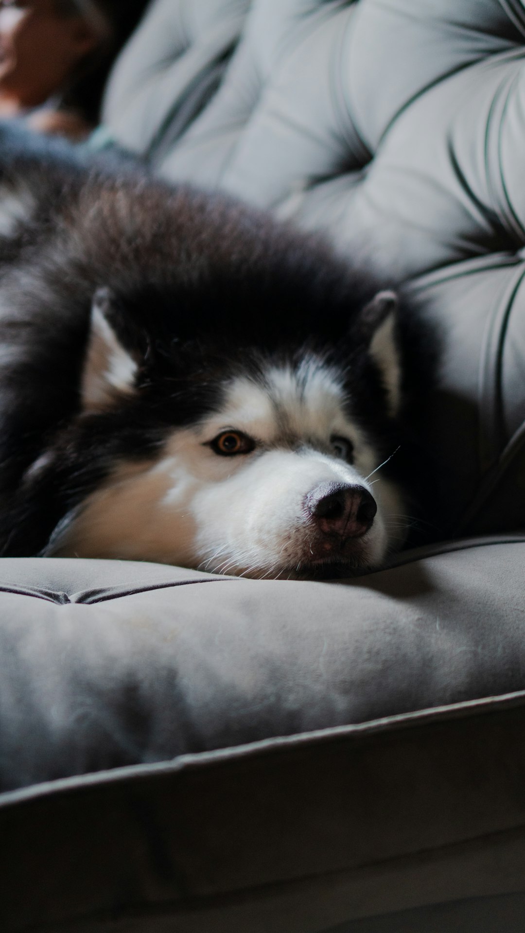 a-husky-dog-rests-on-a-tufted-sofa-qiil4odetkq