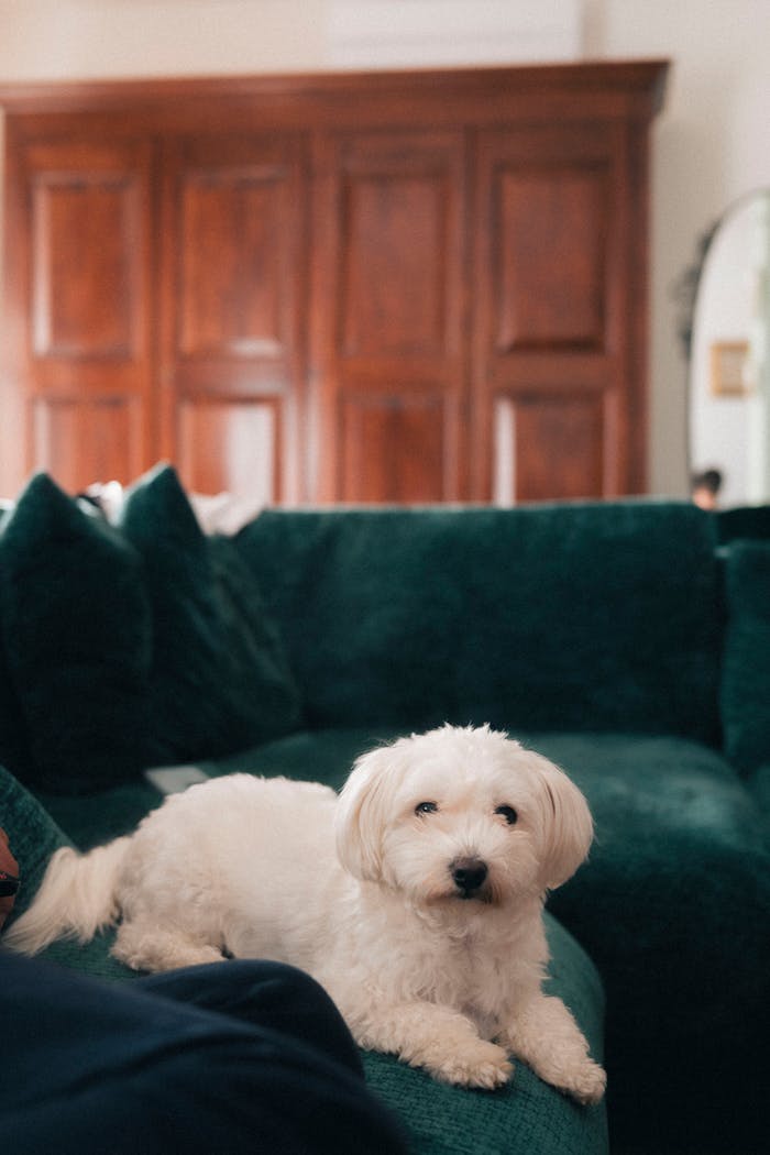 A cute white dog lounging comfortably on a green velvet sofa in a cozy living room setting.