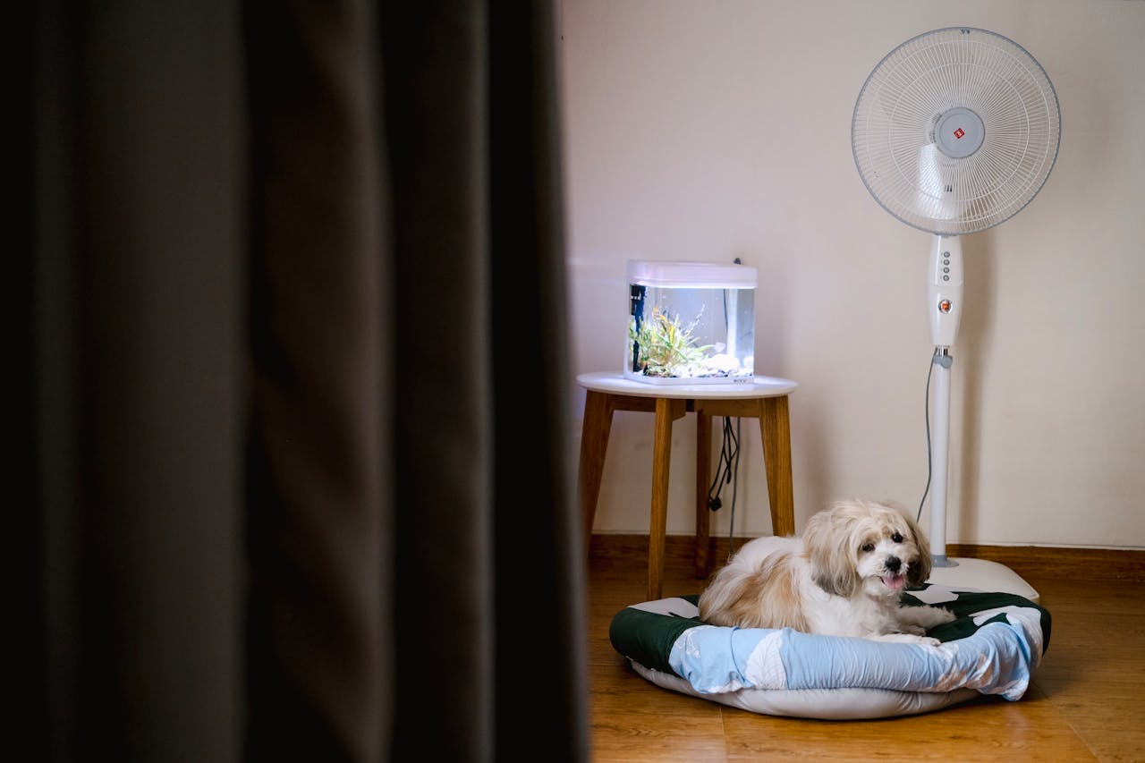 A relaxed dog on a cushion beside a fish tank and fan in a cozy indoor setting.