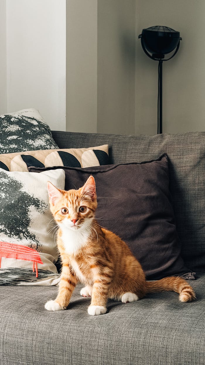 Adorable ginger tabby kitten sitting on a stylish sofa in a cozy London apartment.