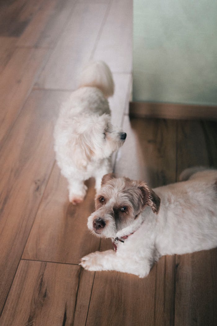 Two small fluffy dogs relaxing indoors on a wooden floor, capturing a cozy and homey vibe.