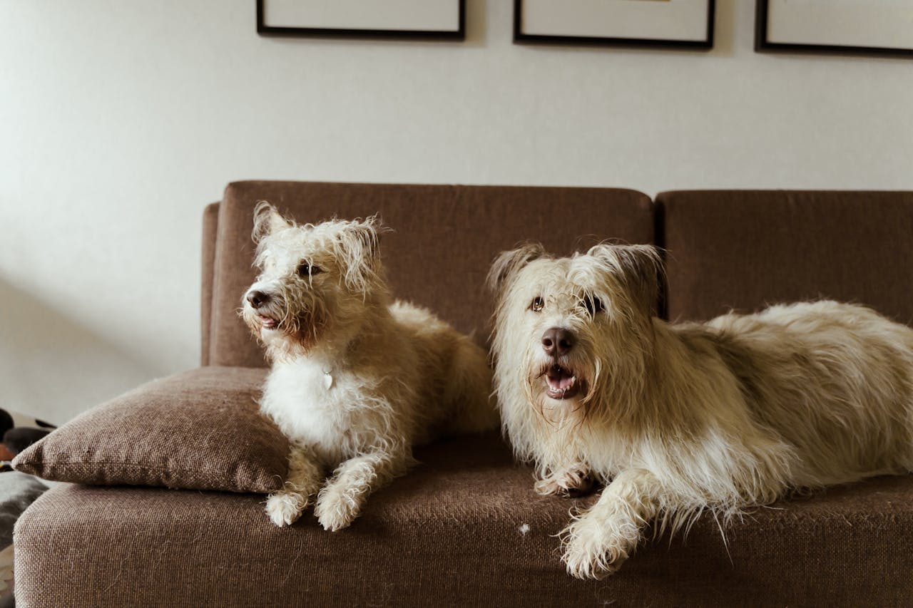 Two fluffy dogs relaxing comfortably on a brown sofa in a cozy indoor setting.