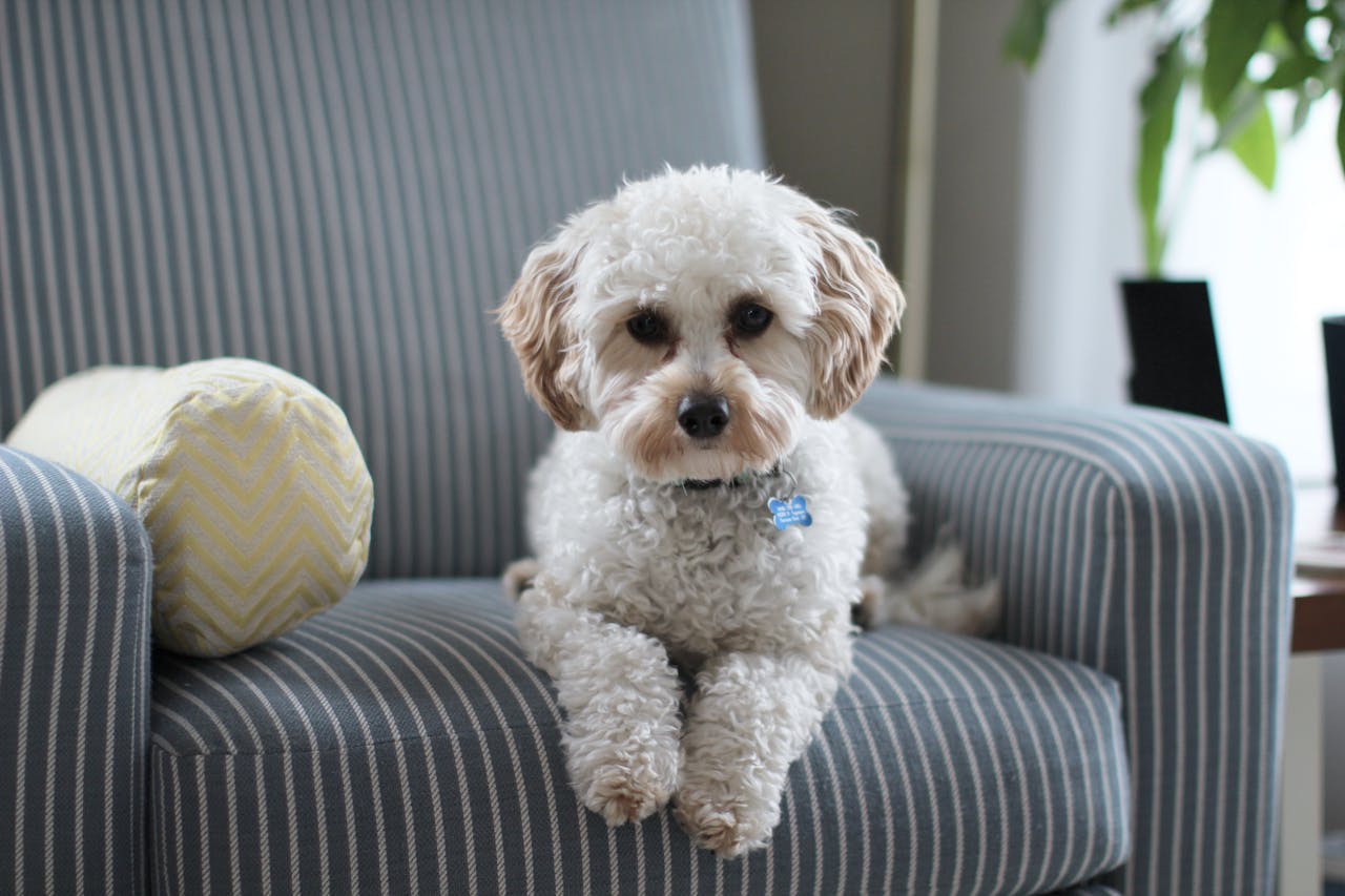 Menu Cute Cavapoo puppy lounging on a striped chair in a cozy room setting.